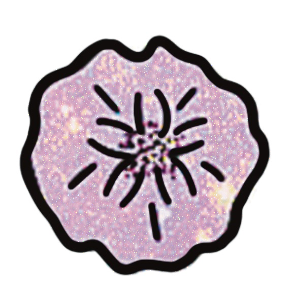 Considerate - Sand Dollar Sticker